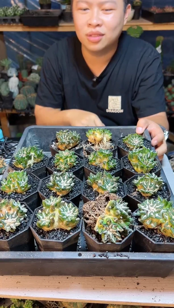 【闪购商品】自根三头黑牡丹5公分