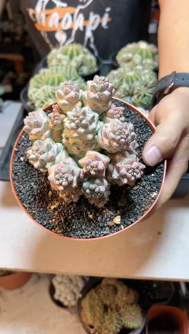 【闪购商品】19号自根将军阁白锦10.8公分