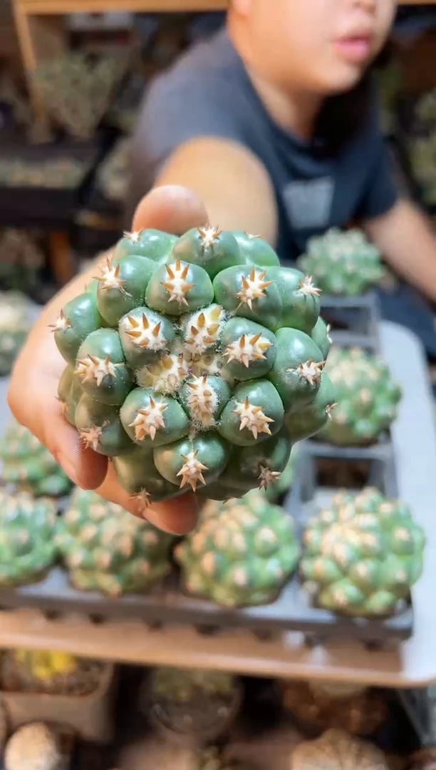 【闪购商品】无根短豪刺獠牙7公分
