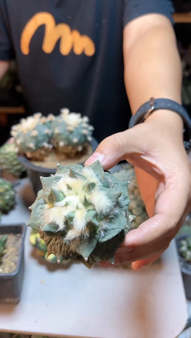 【闪购商品】40号龙怒无根8公分