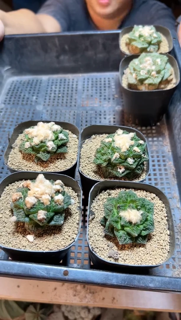 【闪购商品】苗接无根辛盾牡丹1棵4.5公分