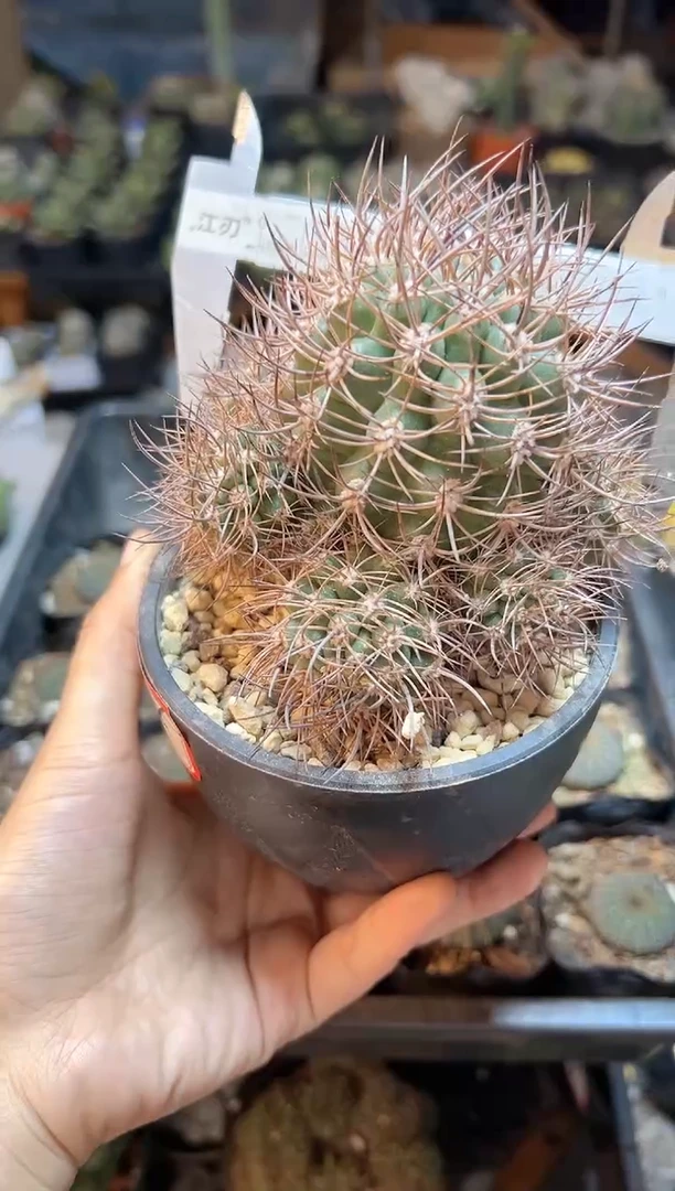 【闪购商品】晚12号逆豹群9.5cm