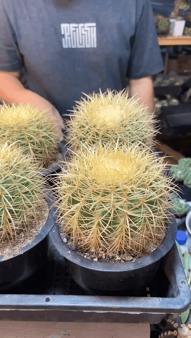 【闪购商品】实生怒虎13公分