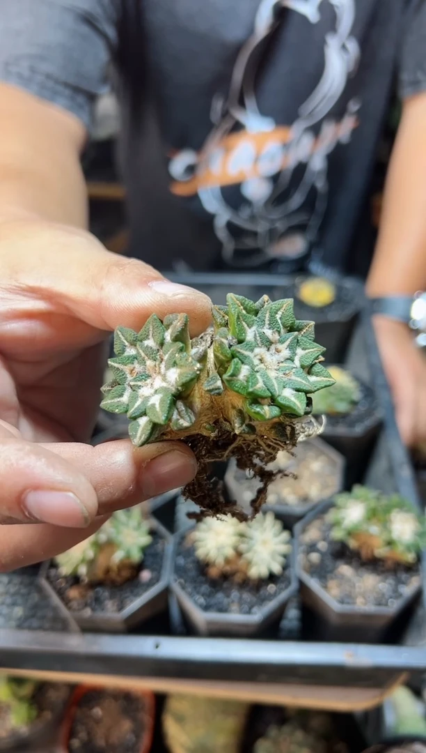 【闪购商品】双头自根黑牡丹5公分