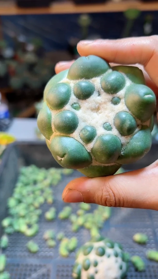 【闪购商品】自根蜘蛛眼1棵7cm
