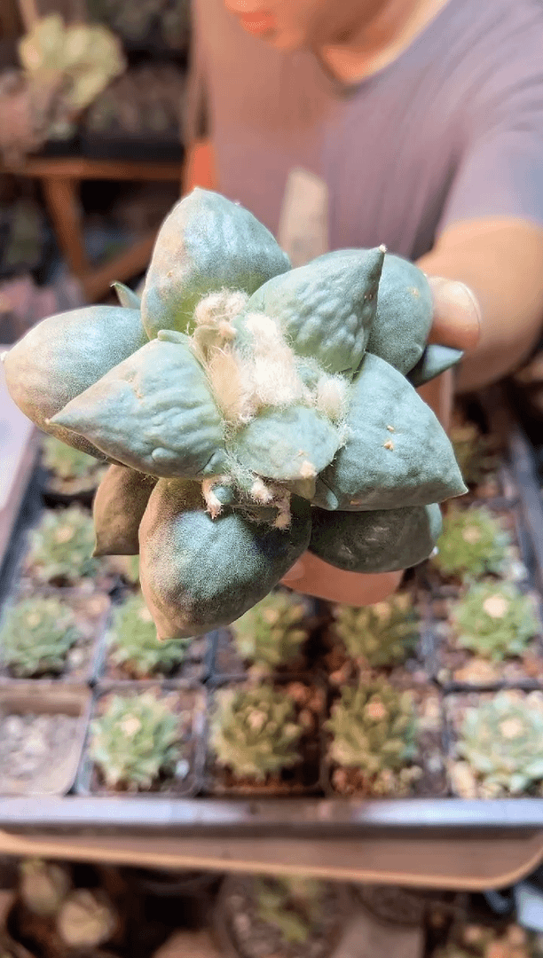 【闪购商品】晚6号无根丸尤怒涛10公分