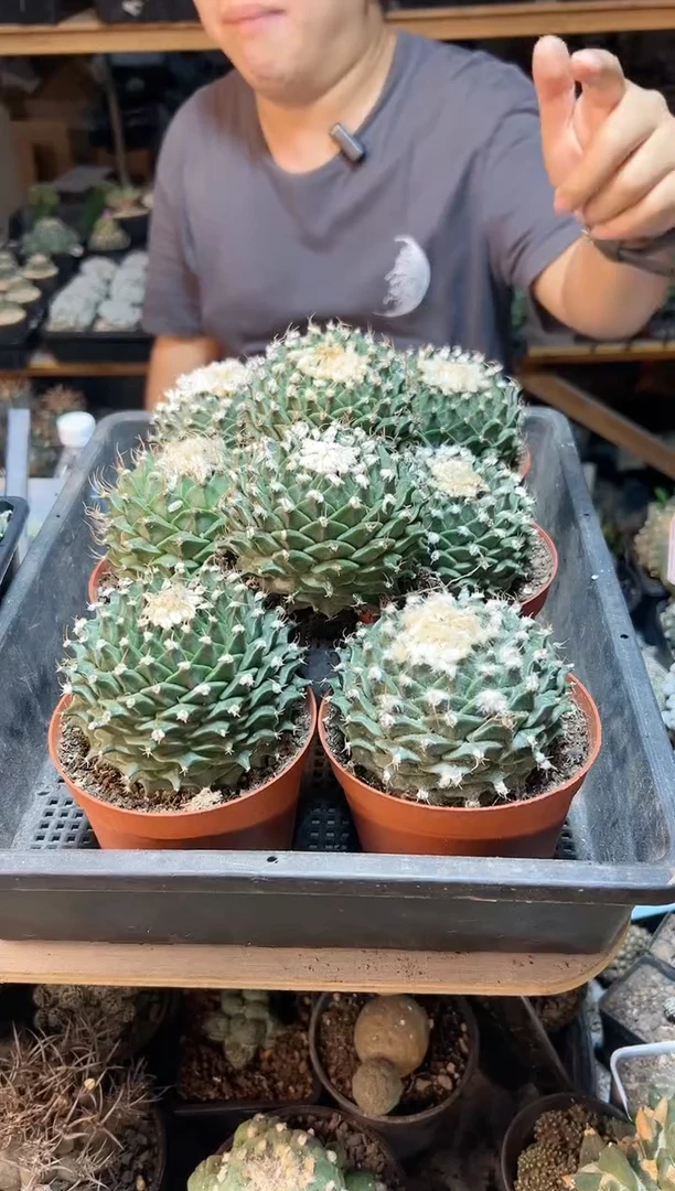 【闪购商品】自根帝冠8公分带小木心