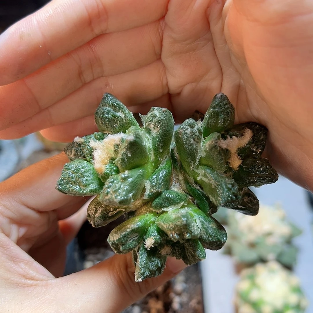 爱**秋多头龟甲牡丹65号6.5公分