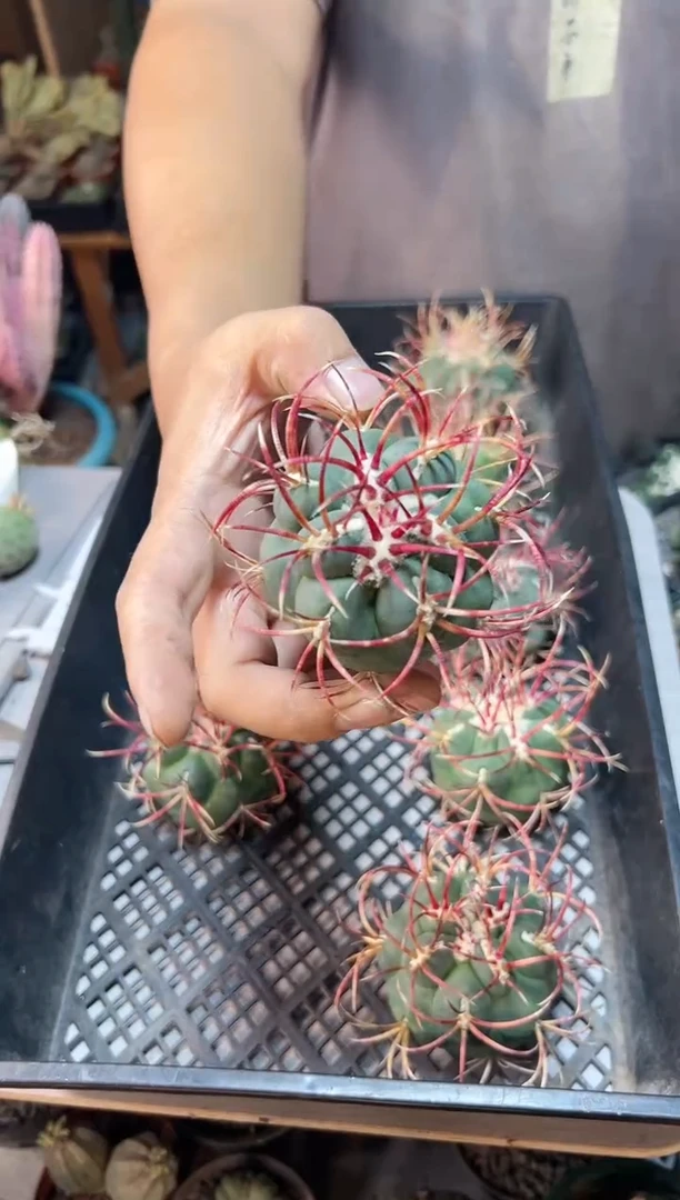 【闪购商品】苗接斐冠龙9公分无根