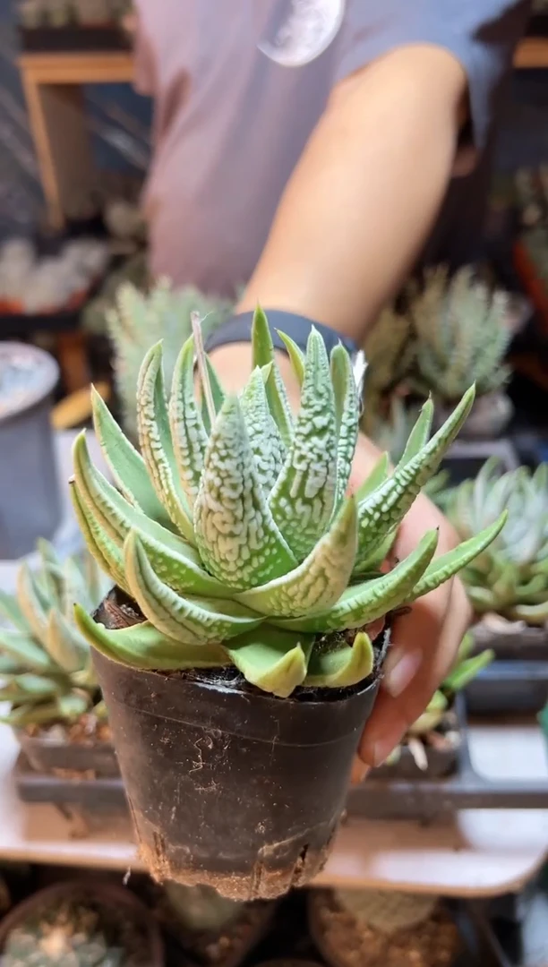 【闪购商品】硬叶皇帝8.5公分