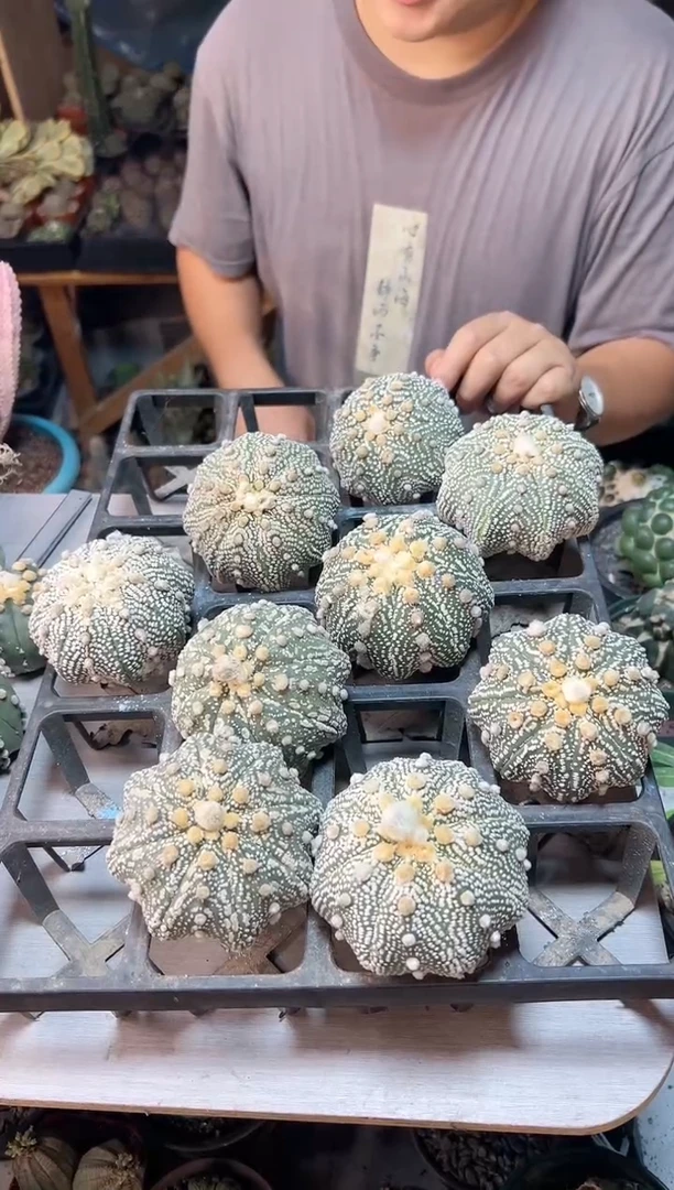 【闪购商品】海星超兜无根苗接8公分