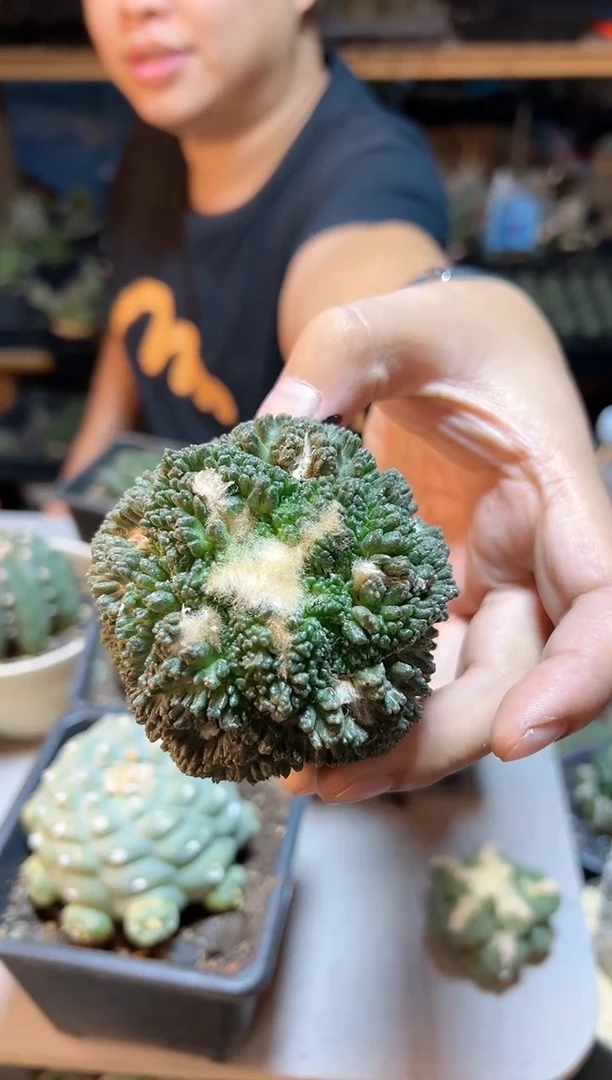 【闪购商品】晚13号龟甲牡丹无根7.6公分