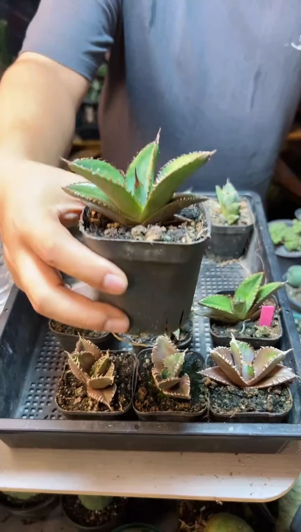 【闪购商品】绿优灵8公分