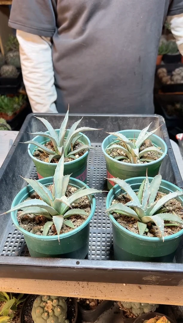 【闪购商品】实生妖炎9公分