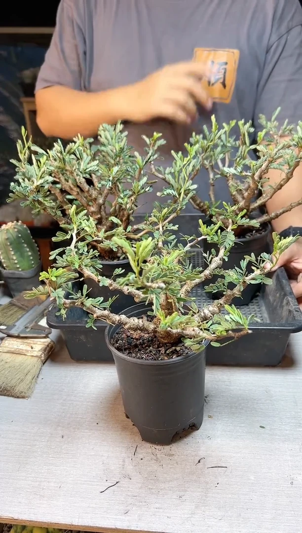 【闪购商品】实生沙漠苏木20公分