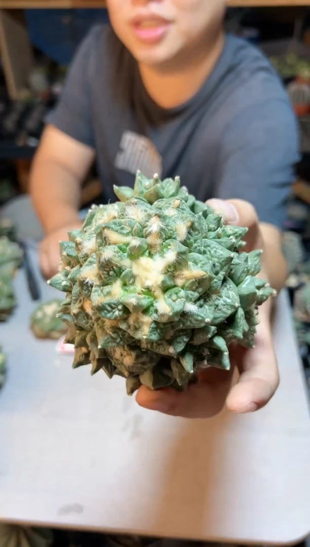 【闪购商品】25号苗接无根龙牙怒捧花10公分