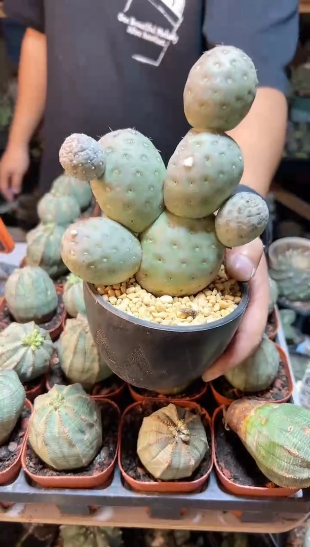 【闪购商品】1号自根欧系习自野11.9公分7头