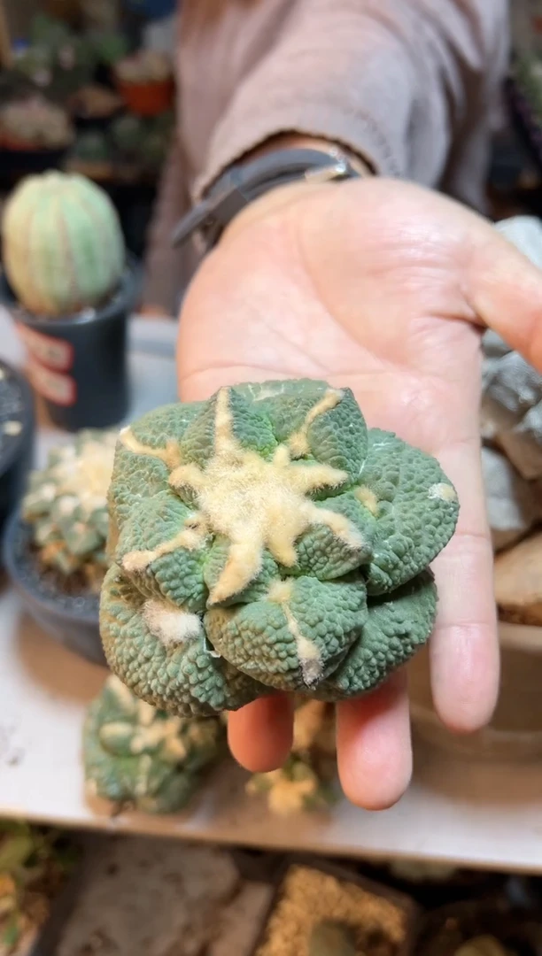 【闪购商品】晚5号连山怒无根8.1公分