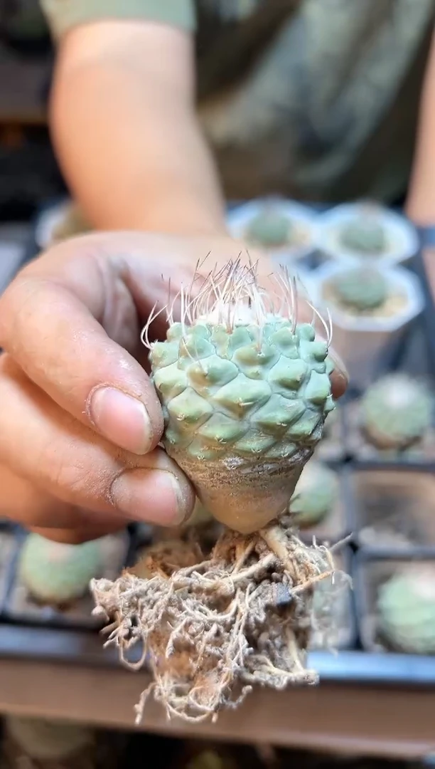 【闪购商品】实生菊水3.5公分