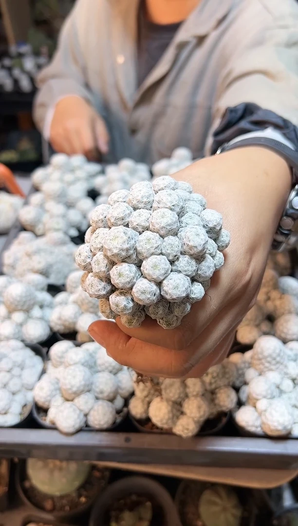 【闪购商品】小姬春星7公分