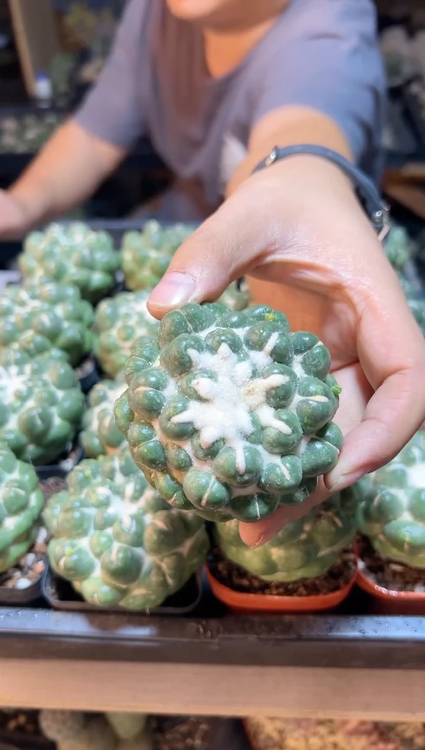 【闪购商品】自根无刺象牙6.5公分