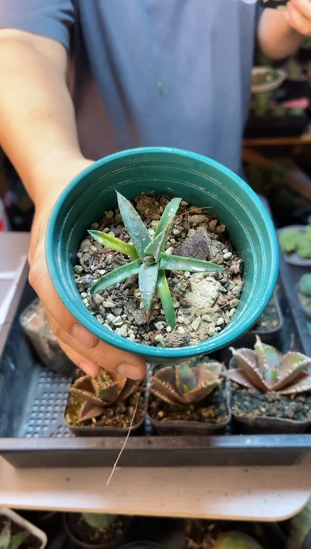 【闪购商品】实生内华达妖炎6.8公分