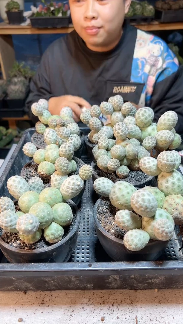 【闪购商品】自根习自野群底部老皮9公分