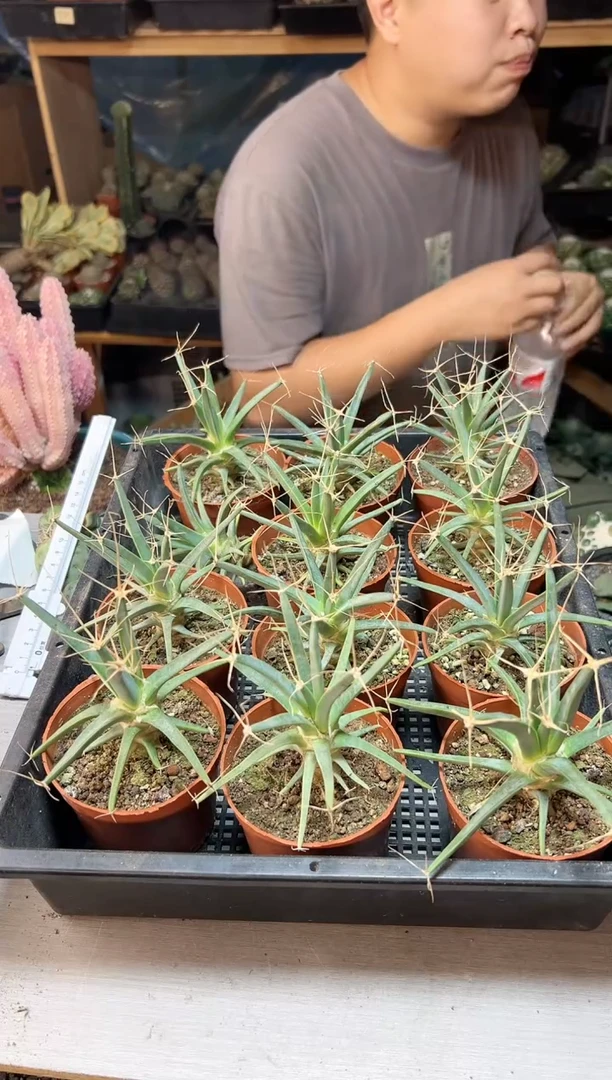 【闪购商品】实生观山7公分