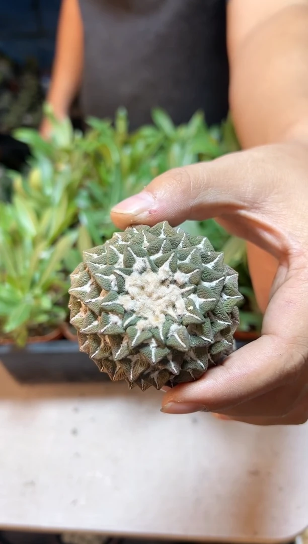【闪购商品】10号自根大尤黑牡丹5.8公分