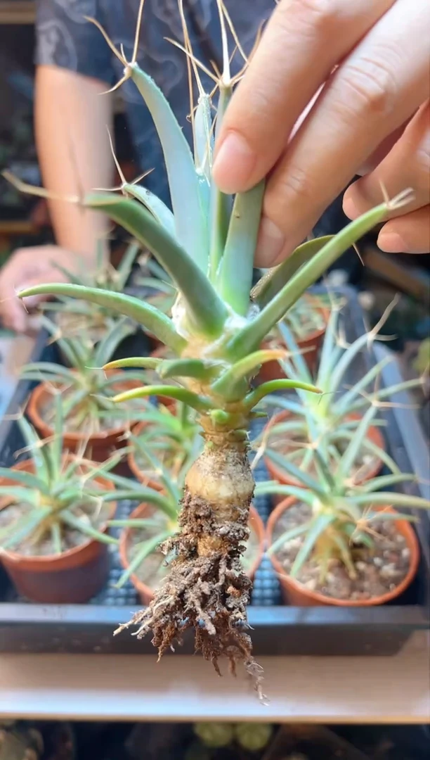 【闪购商品】实生观山7公分