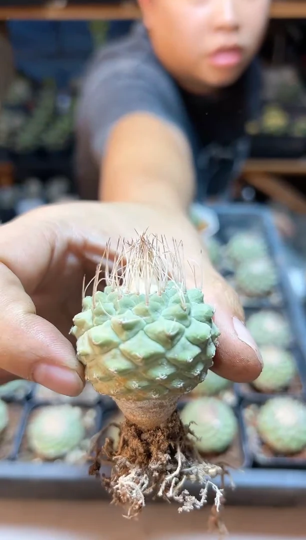 【闪购商品】实生菊水3.6公分