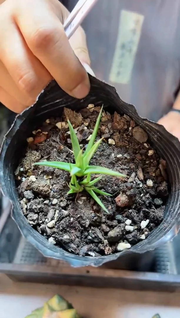 【闪购商品】实生棉花龙群4公分