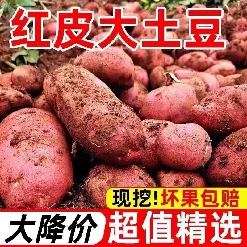 云南红皮黄心土豆新鲜现挖洋芋农家高原马铃薯土豆4斤/7斤/9斤