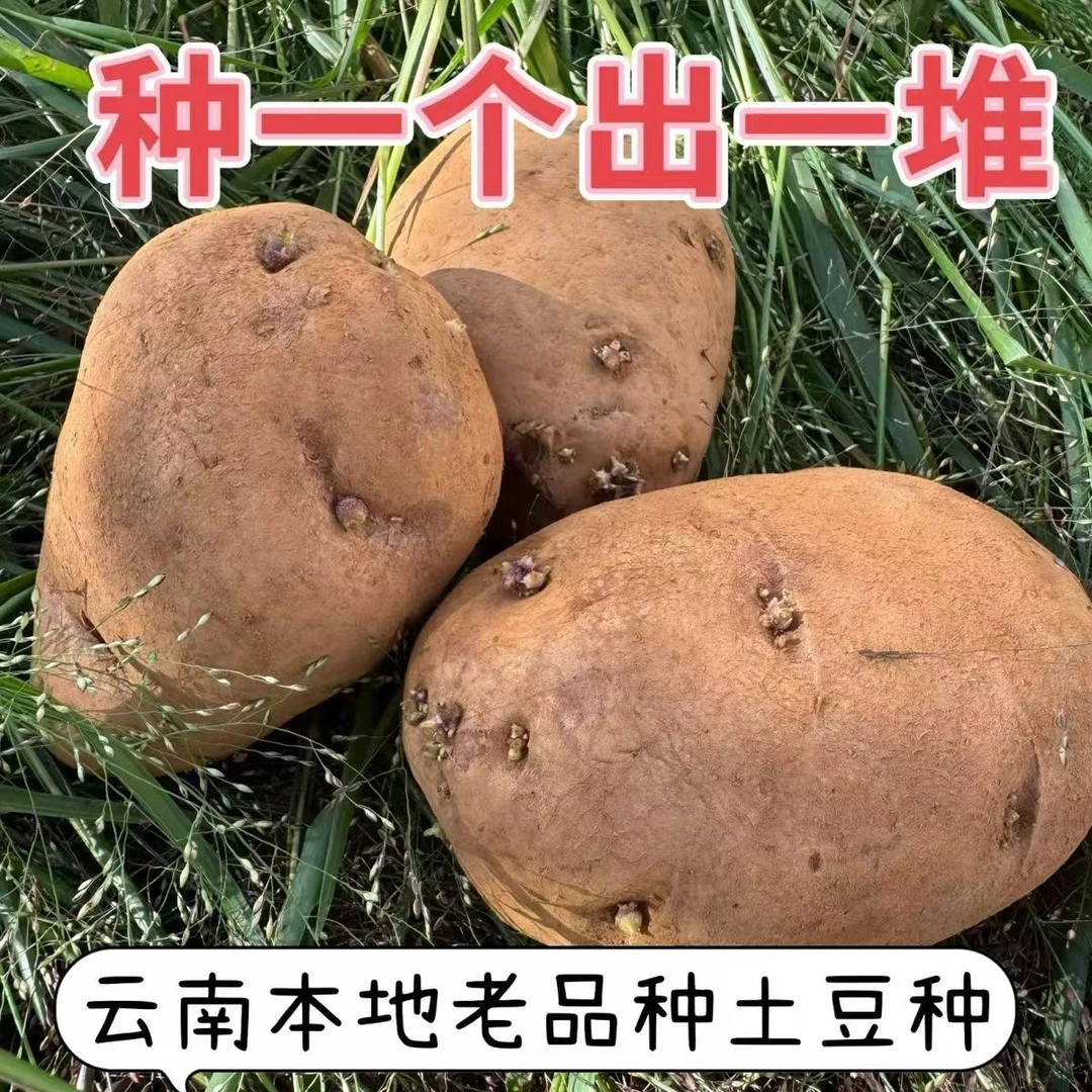 【带芽】云南红皮土豆种子老品种黄心洋芋种植高产马铃薯种子包邮