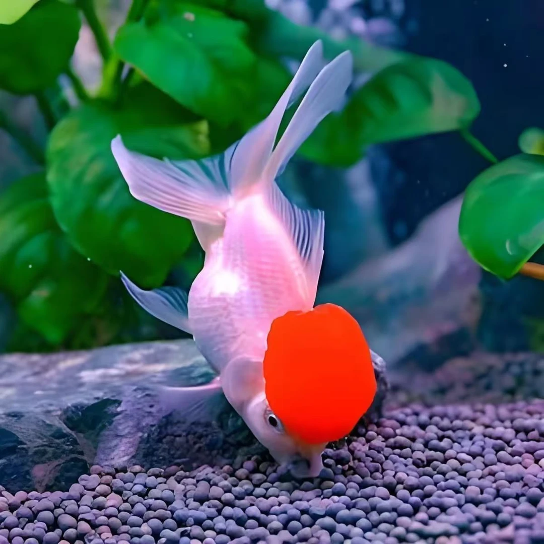 冷水观赏鱼鸿运当头龙睛活体好养活