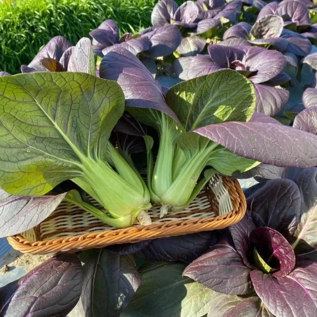 油菜种籽抗旱紫油菜籽紫色小青菜种孑阳台种植蔬菜盆栽