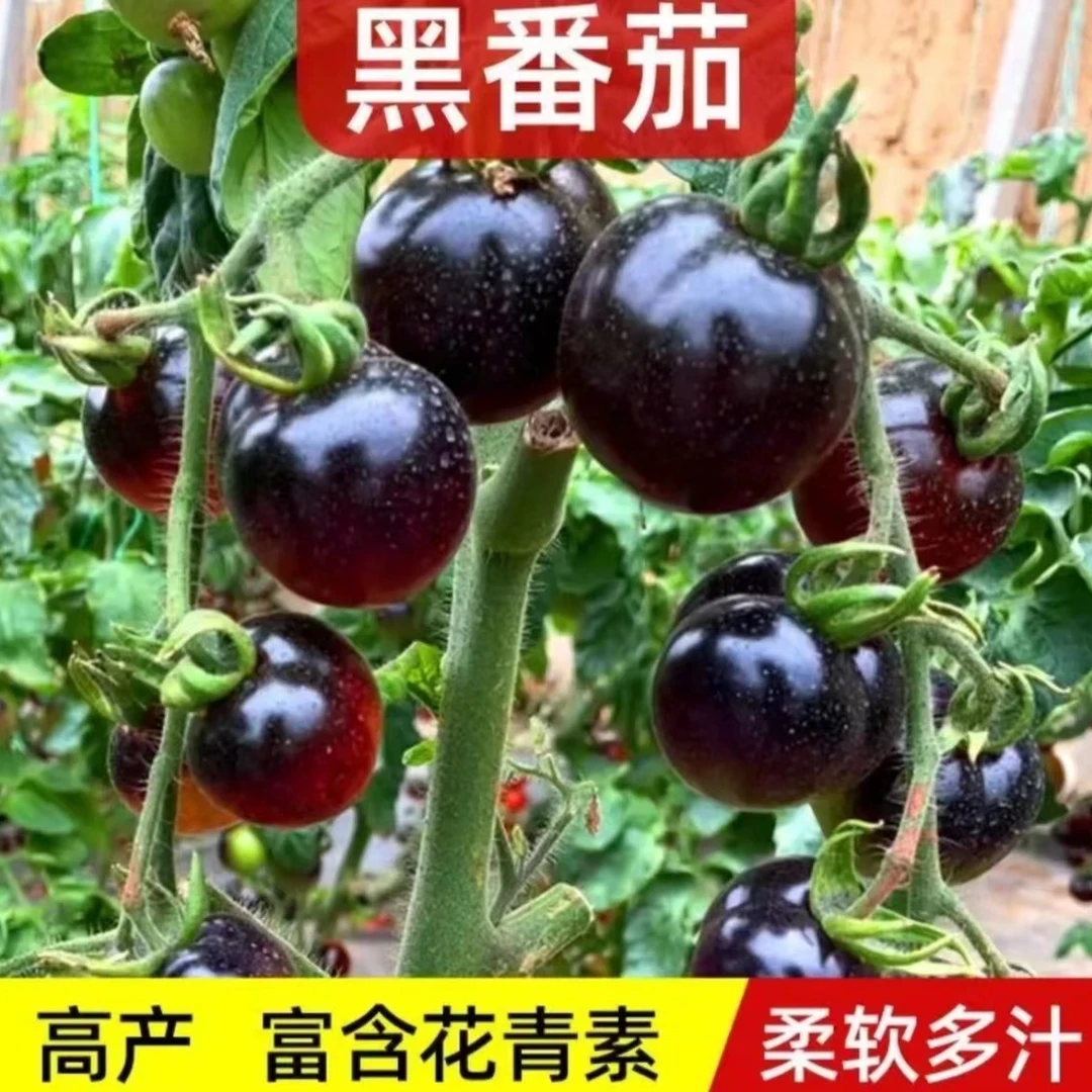 黑番茄西黑柿栽种黑钻种子盆栽四季小西红柿蔬菜黑圣女