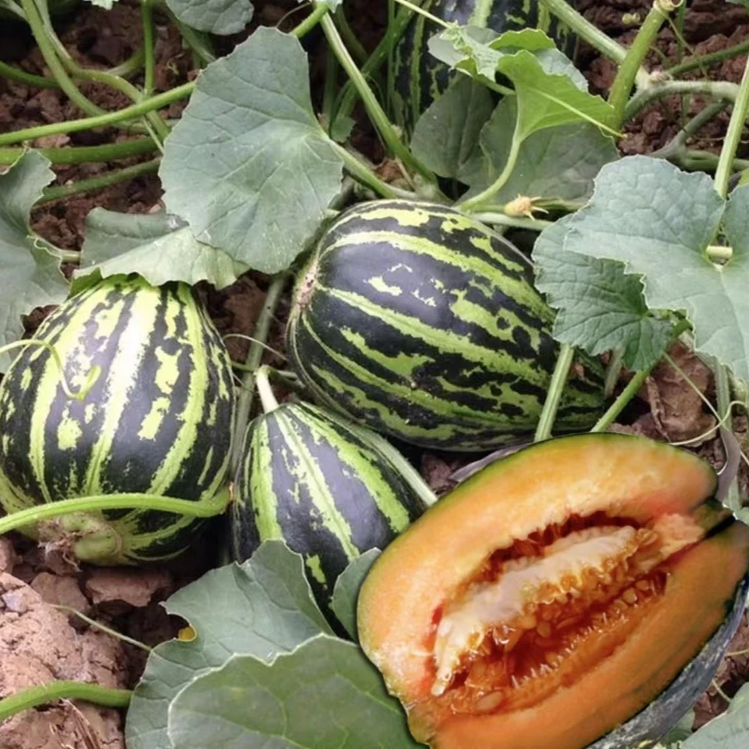 冰糖籽甜瓜种子花蜜特甜香瓜冰糖子阳台种子
