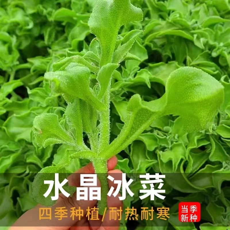 水晶冰菜阳台花盆可种简单易种蔬菜种子
