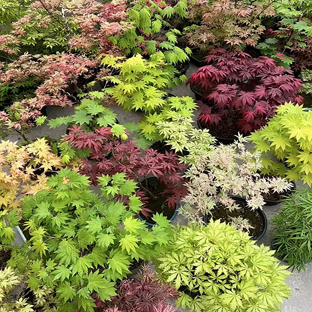 红枫树苗花园植物庭院阳台彩枫树苗  盆栽盆景
