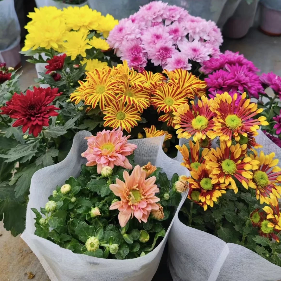 拼色荷兰菊盆栽办公室阳台庭院耐热耐寒室内外观赏植物带花苞发货