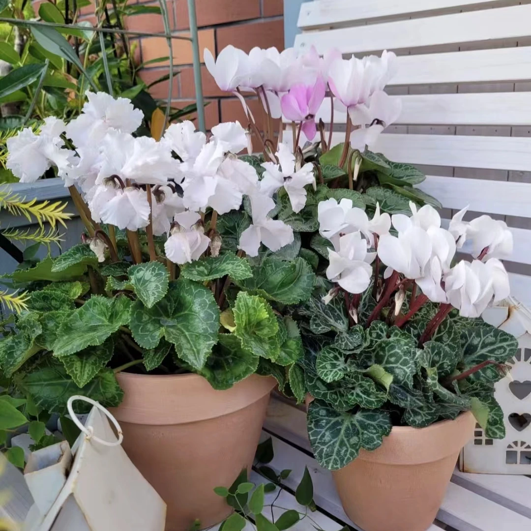 仙客来盆栽进口一代超稀有植株天使之翼蝶衣原土原盆带花苞发货