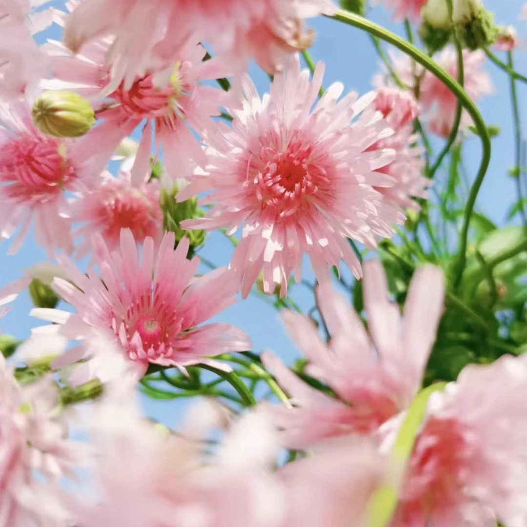 （郭姐专属）粉色蒲公英耐热耐寒盆栽阳台好养活花量大易爆盆