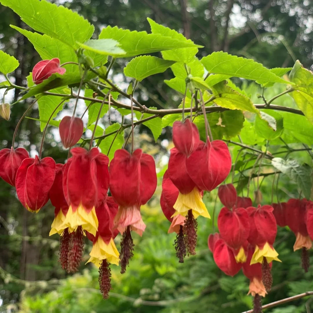 藤本爬藤植物盆栽灯笼花苗蔓性风铃花四季开花阳台庭院带花苞发货