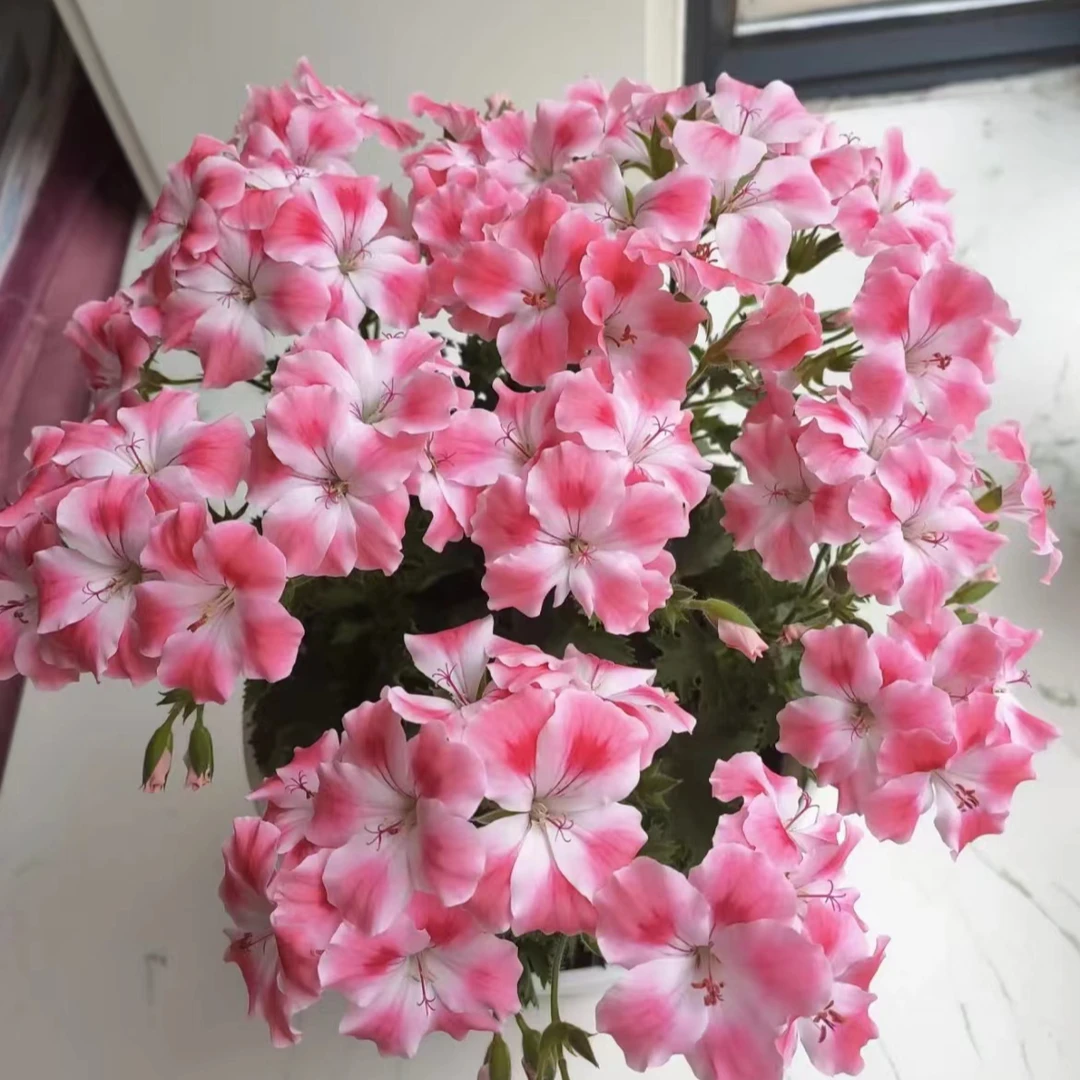 （拍三送一）大花蝴蝶梅盆栽带花发货四季开花观花植物耐寒耐热花卉