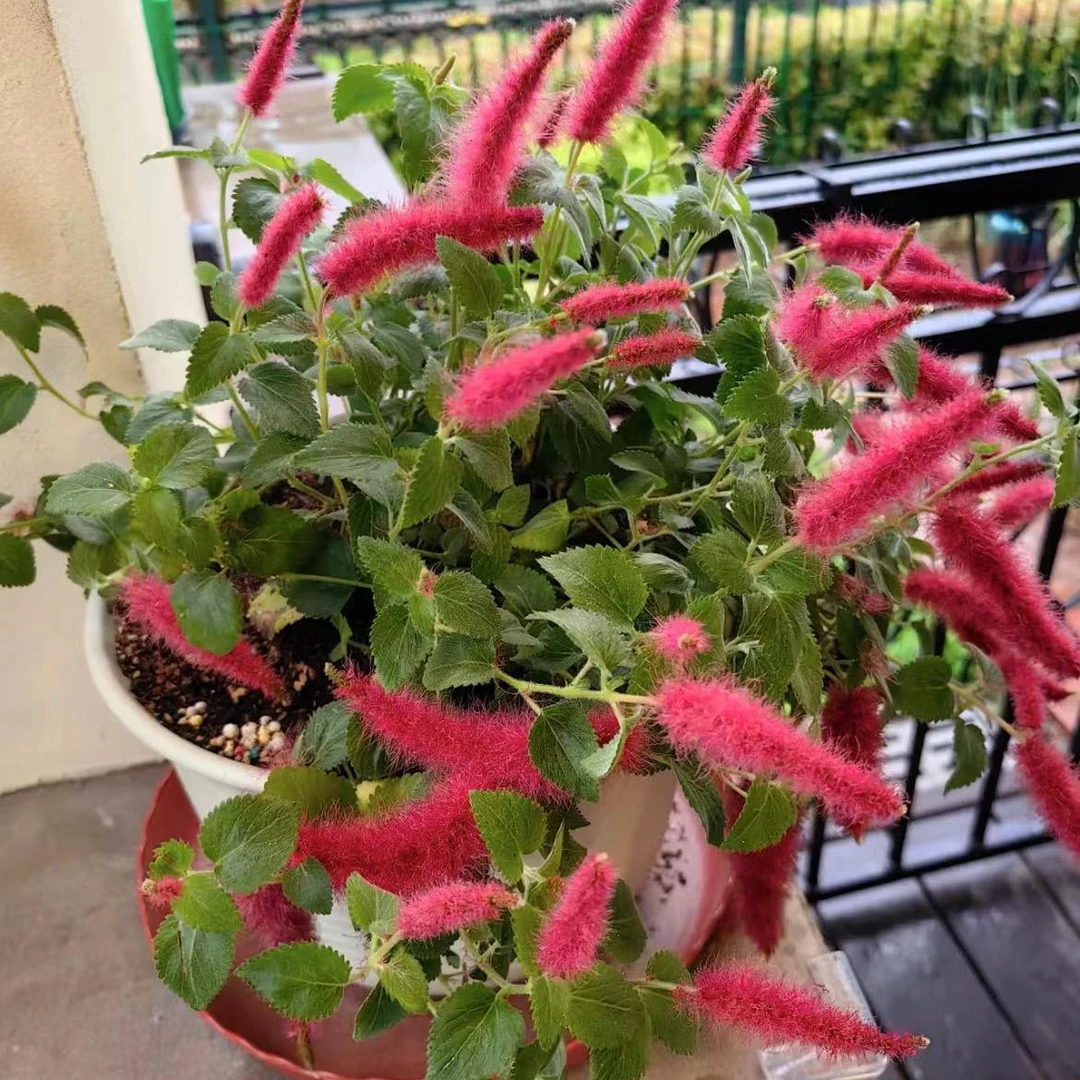 红缨吊篮岁岁红垂钓盆栽狗尾红色花垂吊年宵花卉四季循环开花植绒