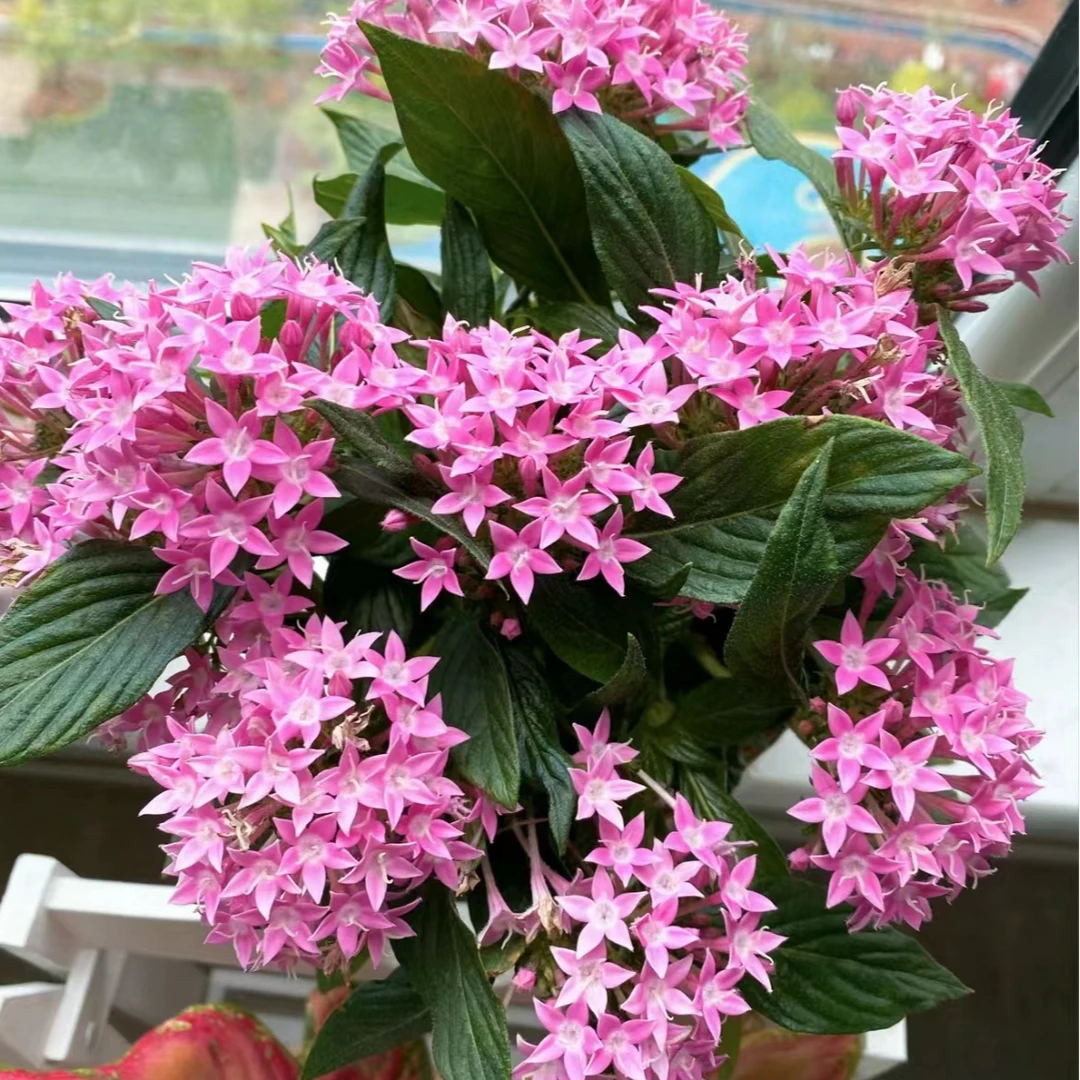 繁星花盆栽五星花耐高温耐暴晒阳台网红植物庭院四季开花好养易活