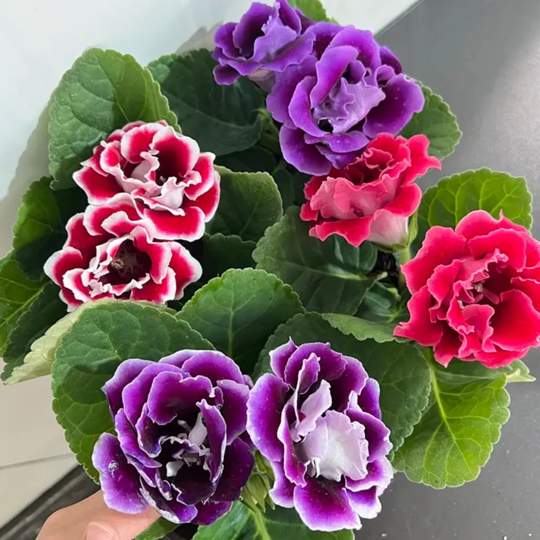 （晴天专属）大岩桐四盆四色包对版带花苞发货阳台庭院易养护