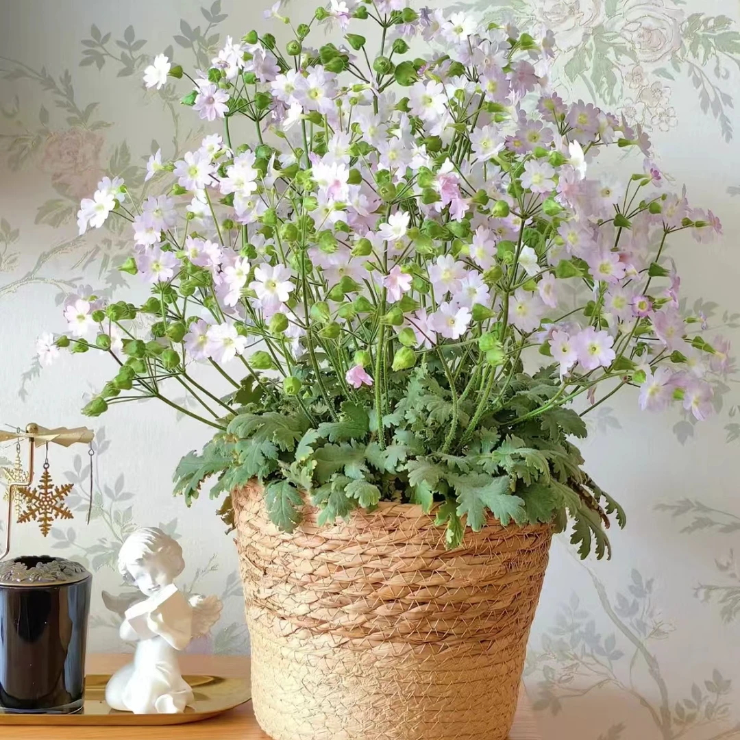 陕西羽叶报春耐寒易爆盆植株迷你小花清新可爱网红花卉盆栽带花苞