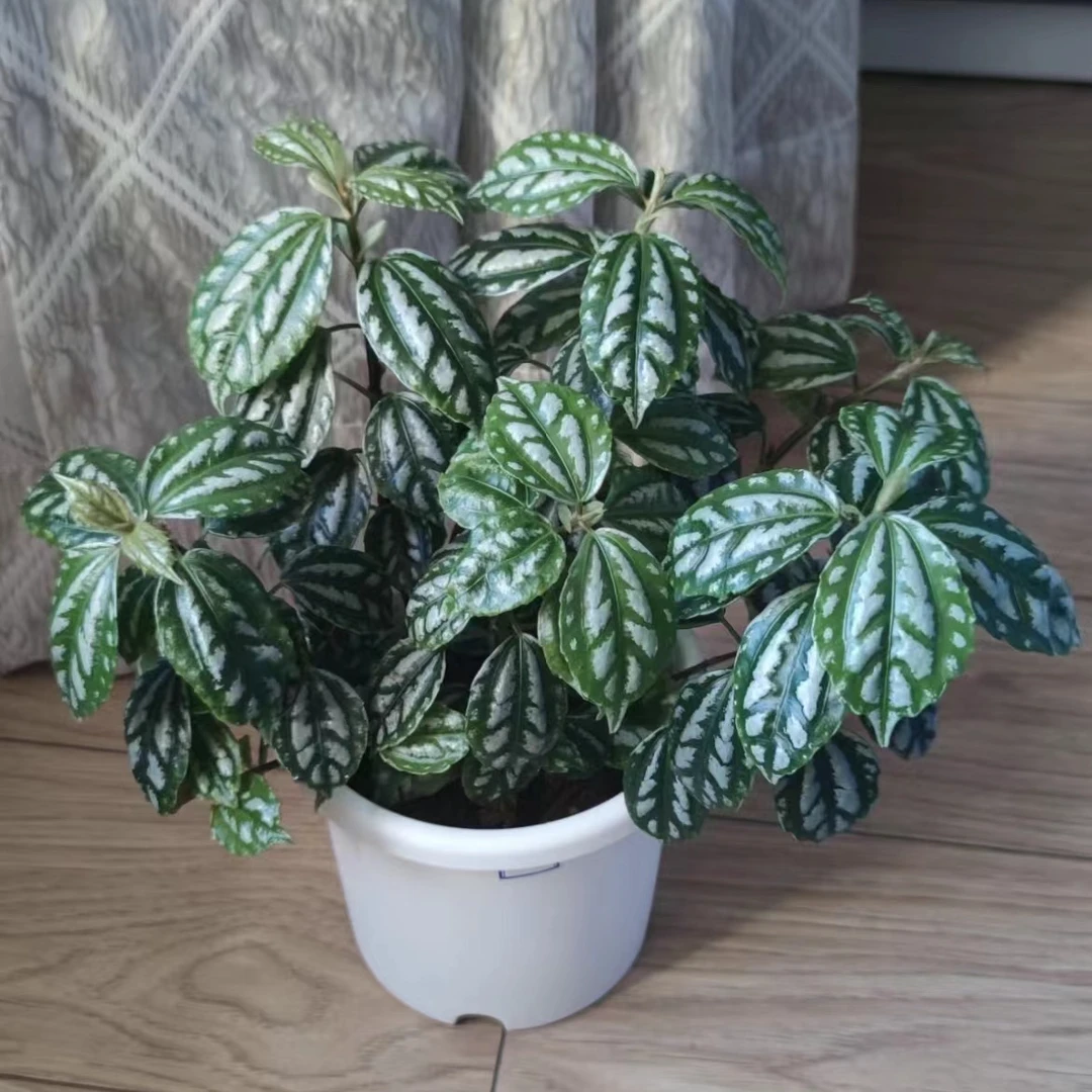 冷水花冰水花北欧ins风植株花卉室内喜阴绿植桌面阳台客厅好养活